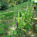 Tellima grandiflora